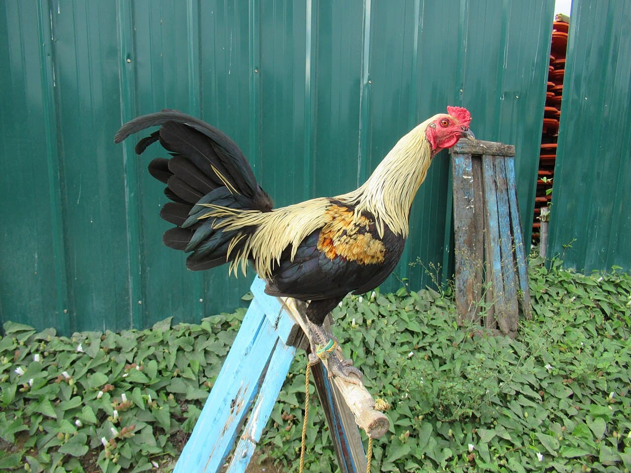 Lemon Hatch — larawan 1 ng 3